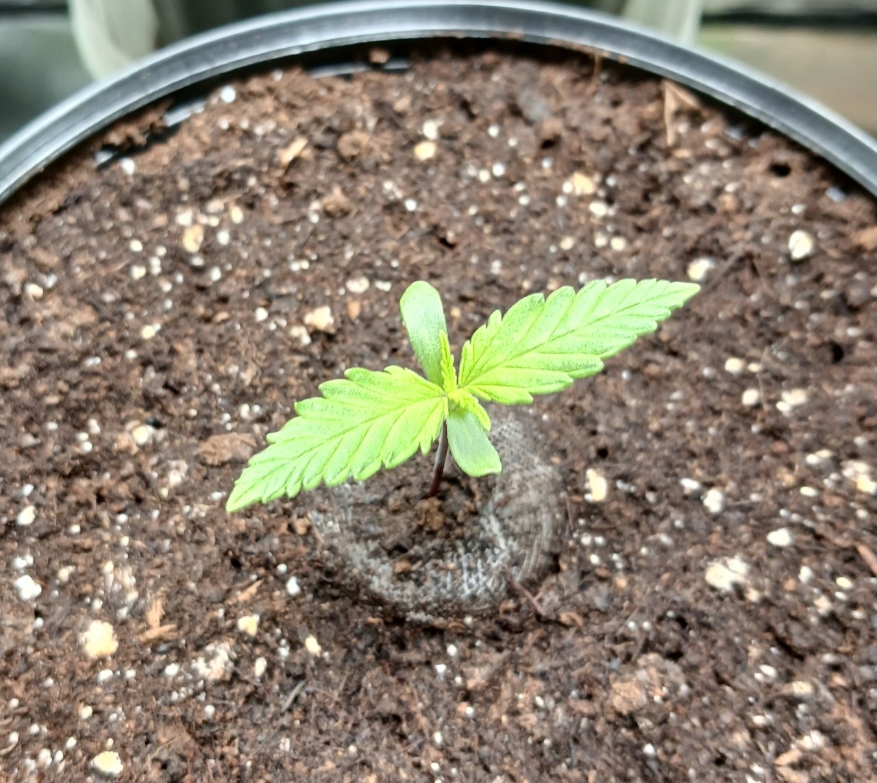 Viparspectra Grow 21 December 2022 Zkittlez.jpg