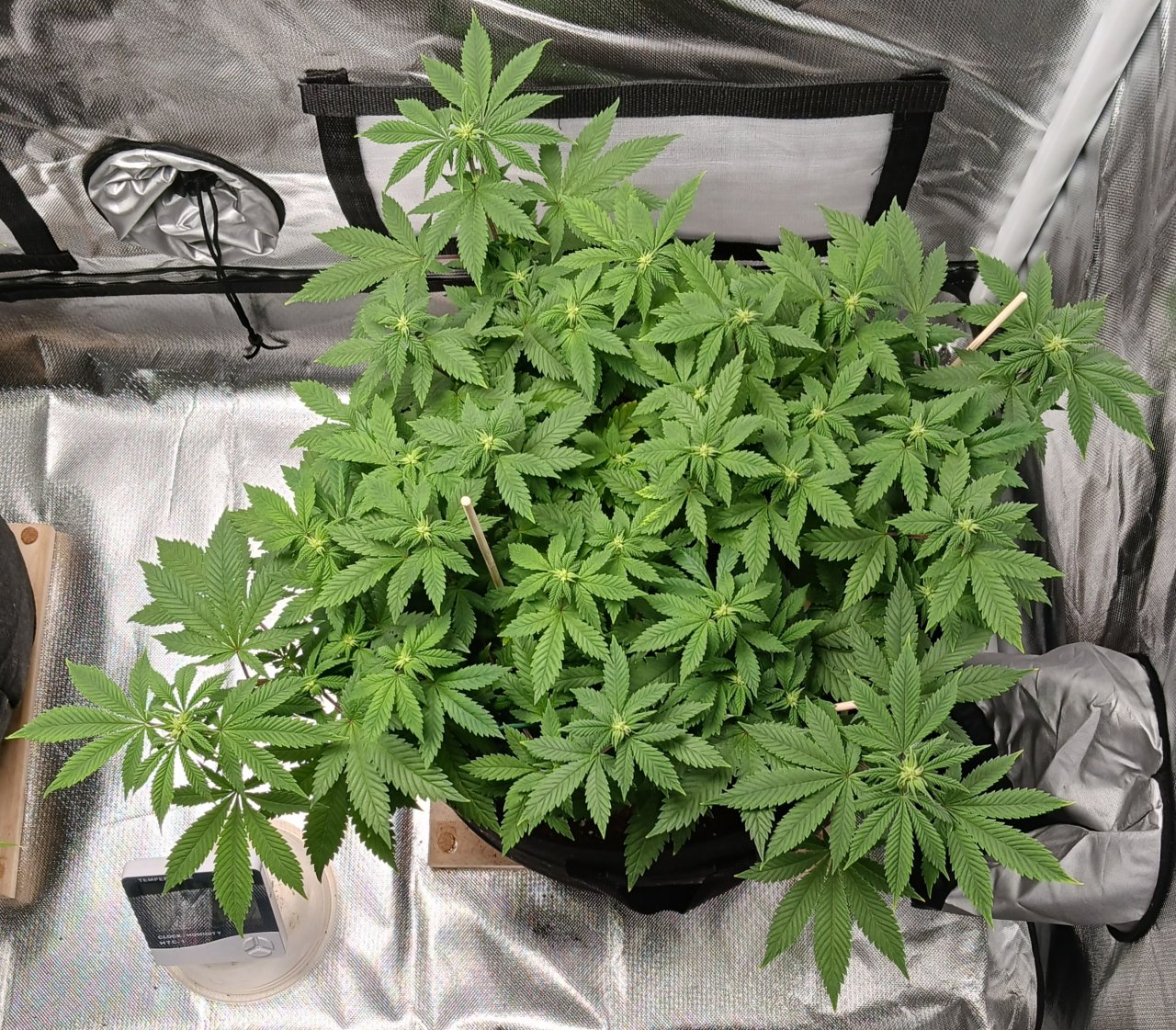 Viparspectra Grow 21 February 2023 Blueberry.jpg