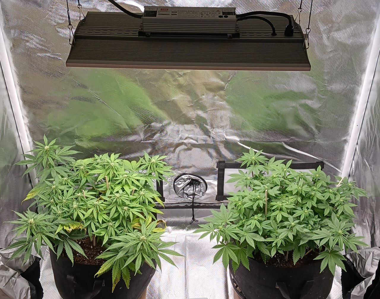 Viparspectra Grow 21 February 2023.jpg