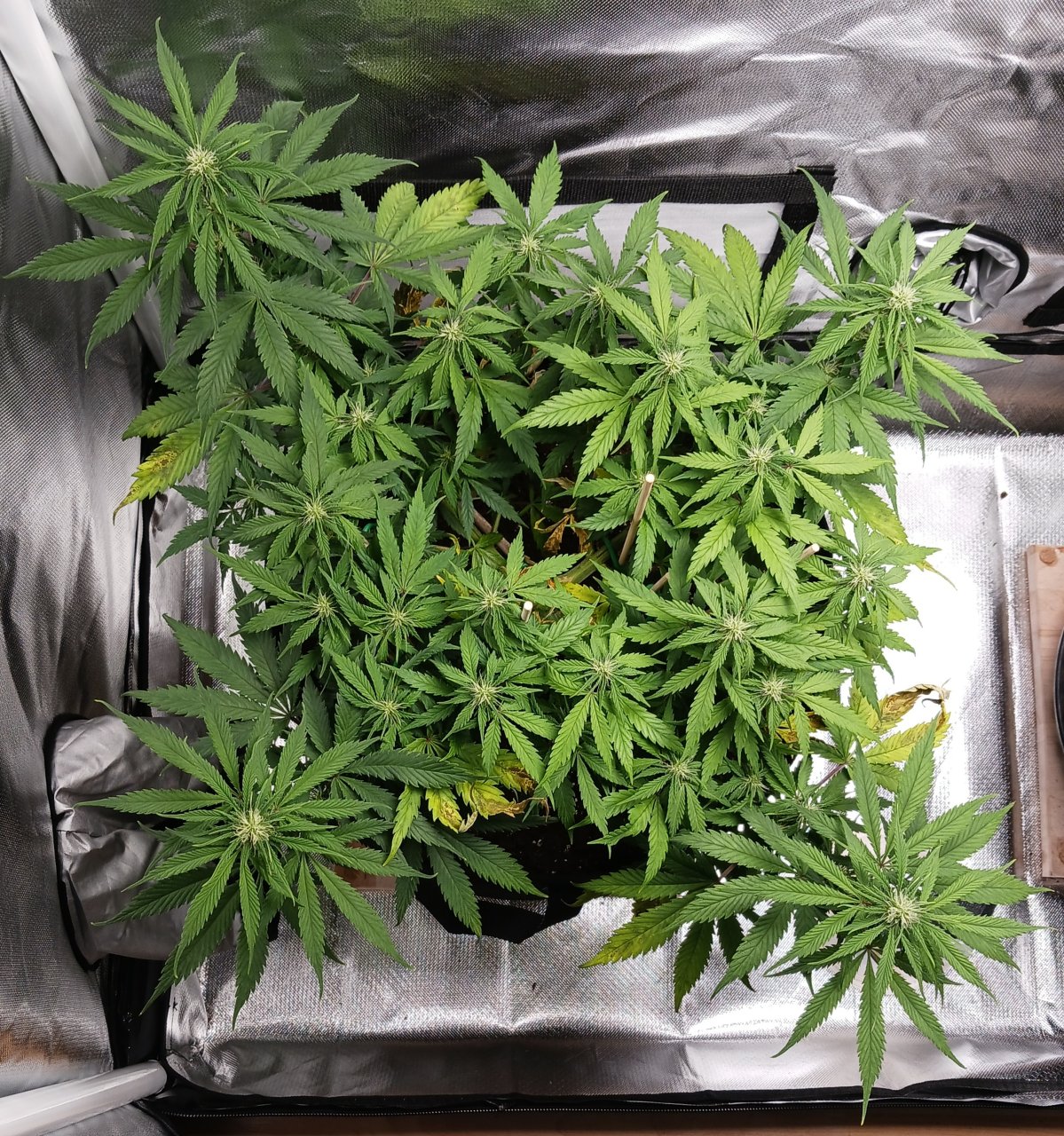 Viparspectra Grow 21 February 2023 Zkittlez.jpg