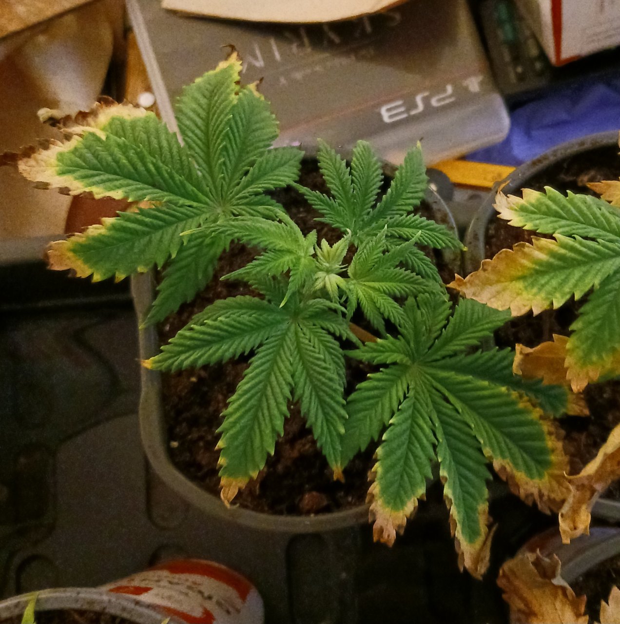 Viparspectra Grow 21 January 2023 Blueberry top.jpg