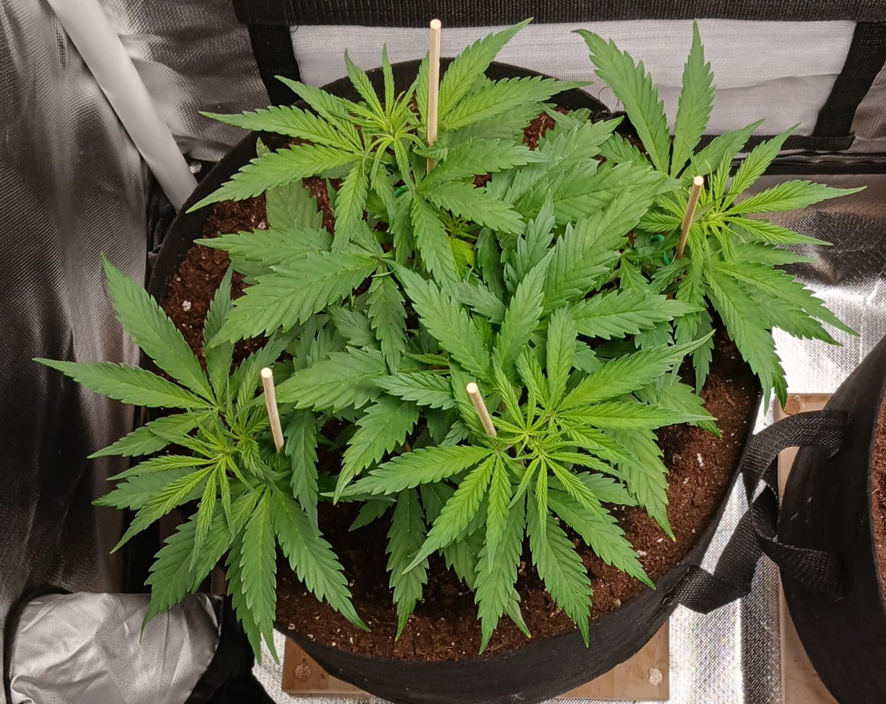 Viparspectra Grow 21 January 2023 Zkittlez.jpg