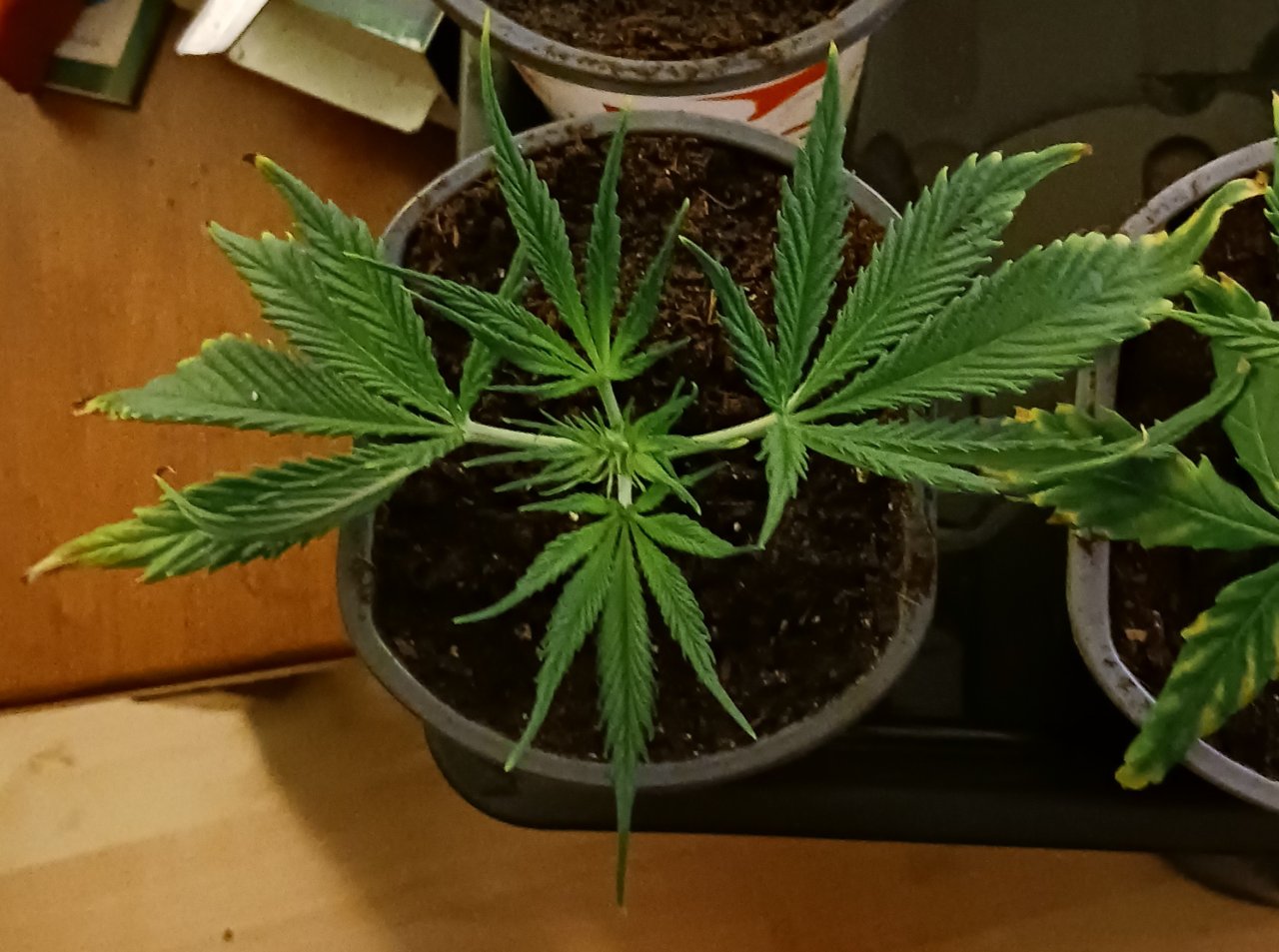 Viparspectra Grow 21 January 2023 Zkittlez top.jpg