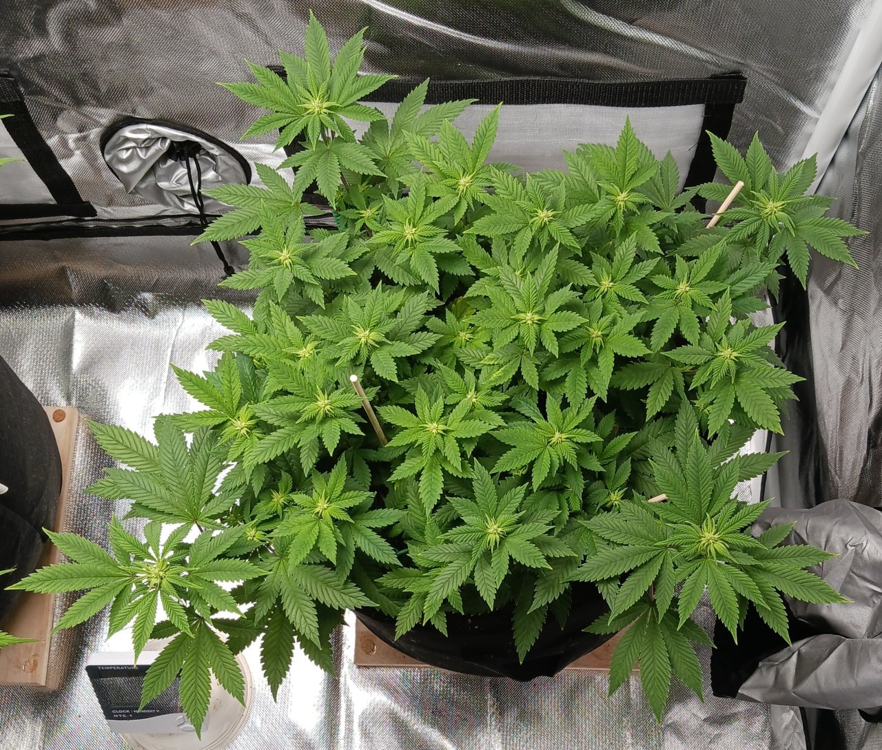 Viparspectra Grow 22 February 2023 Blueberry.jpg