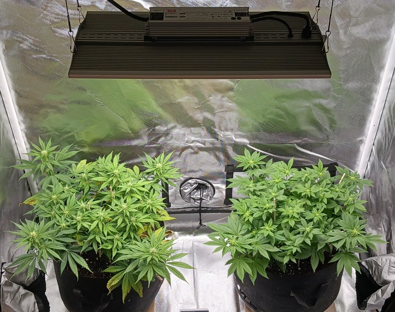 Viparspectra Grow 22 February 2023.jpg