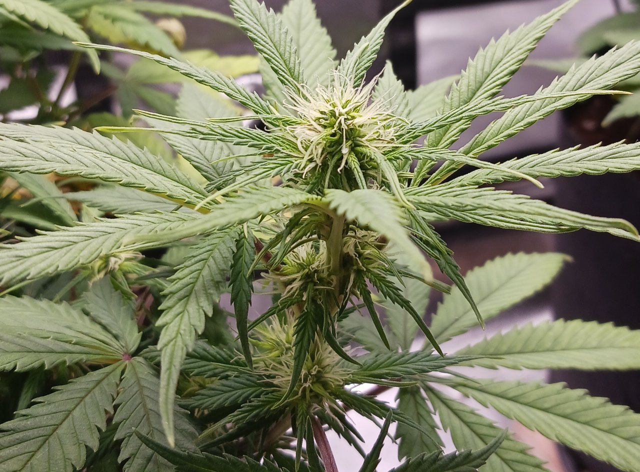 Viparspectra Grow 22 February 2023 Zkittlez bud.jpg