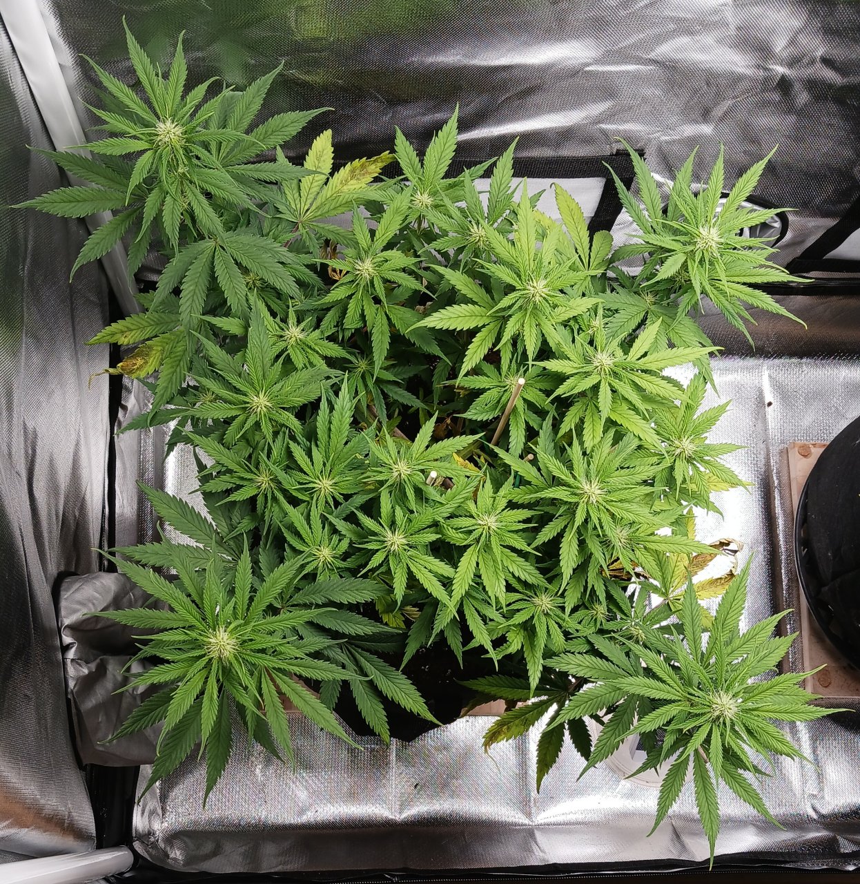 Viparspectra Grow 22 February 2023 Zkittlez.jpg