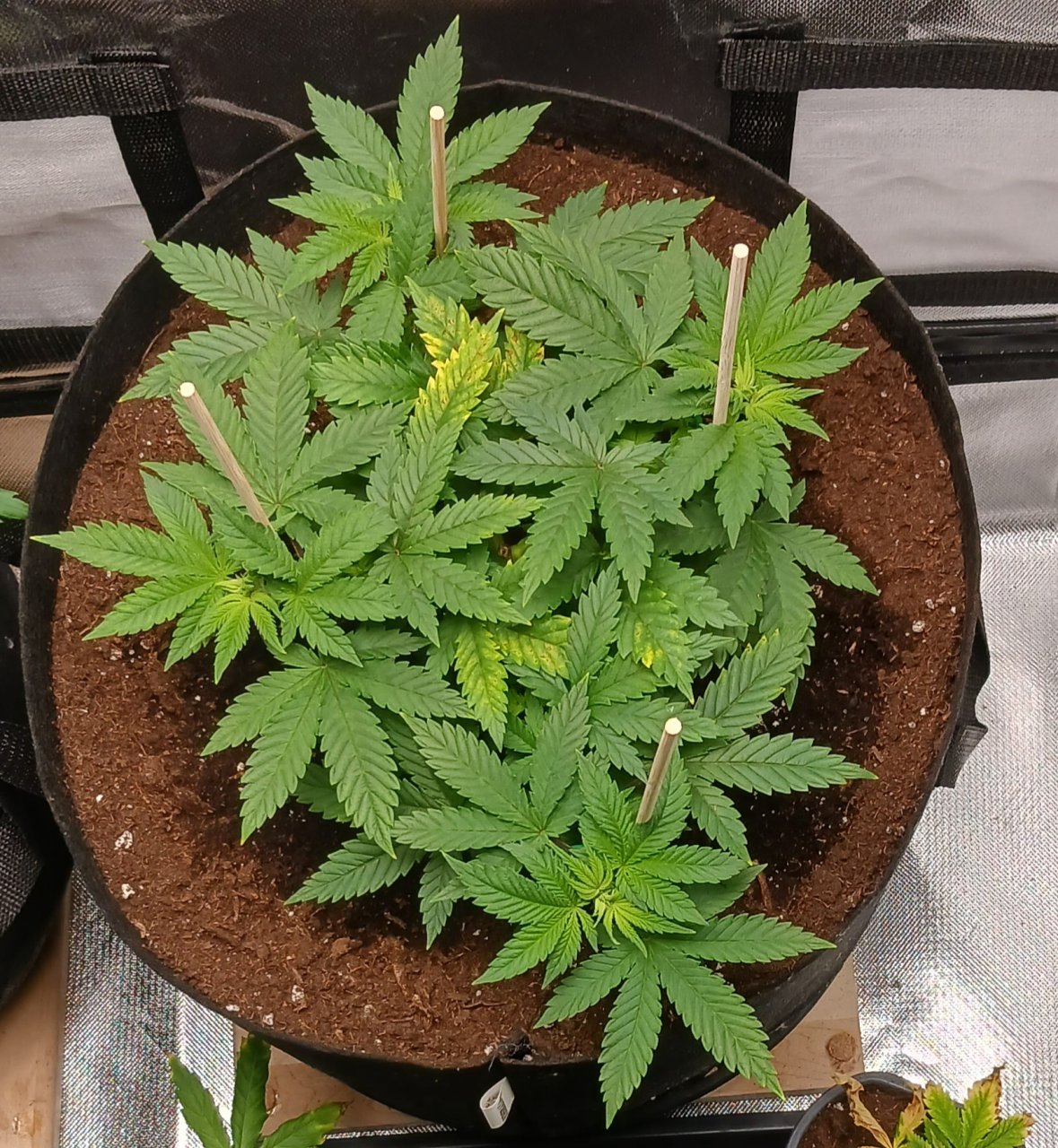 Viparspectra Grow 22 January 2023 Blueberry.jpg