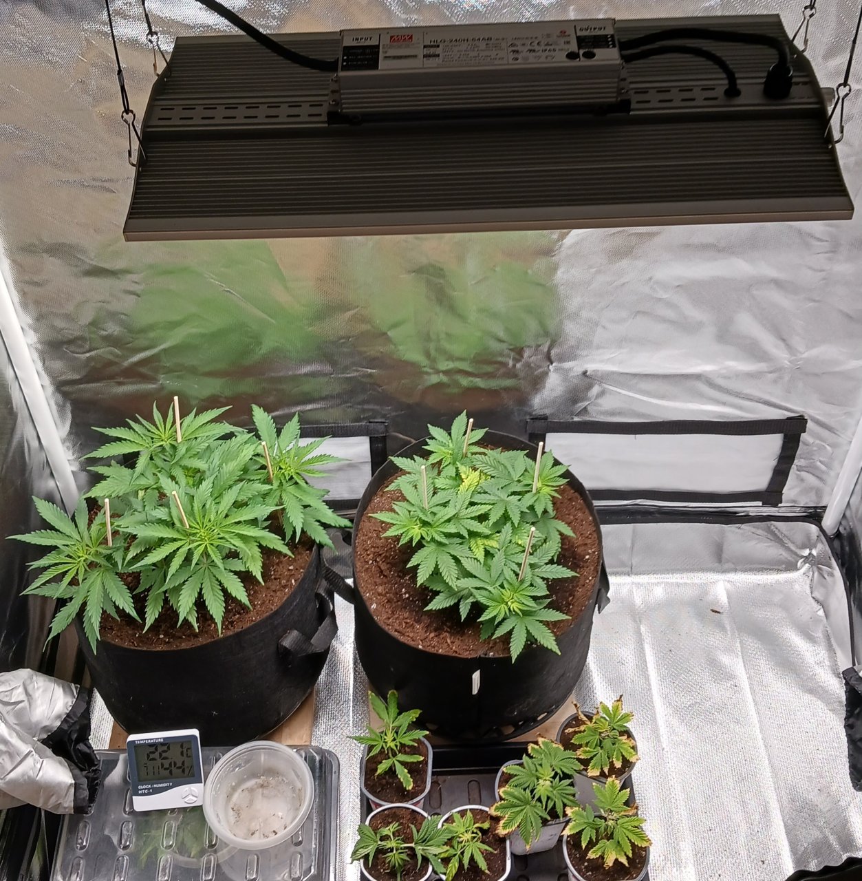 Viparspectra Grow 22 January 2023.jpg