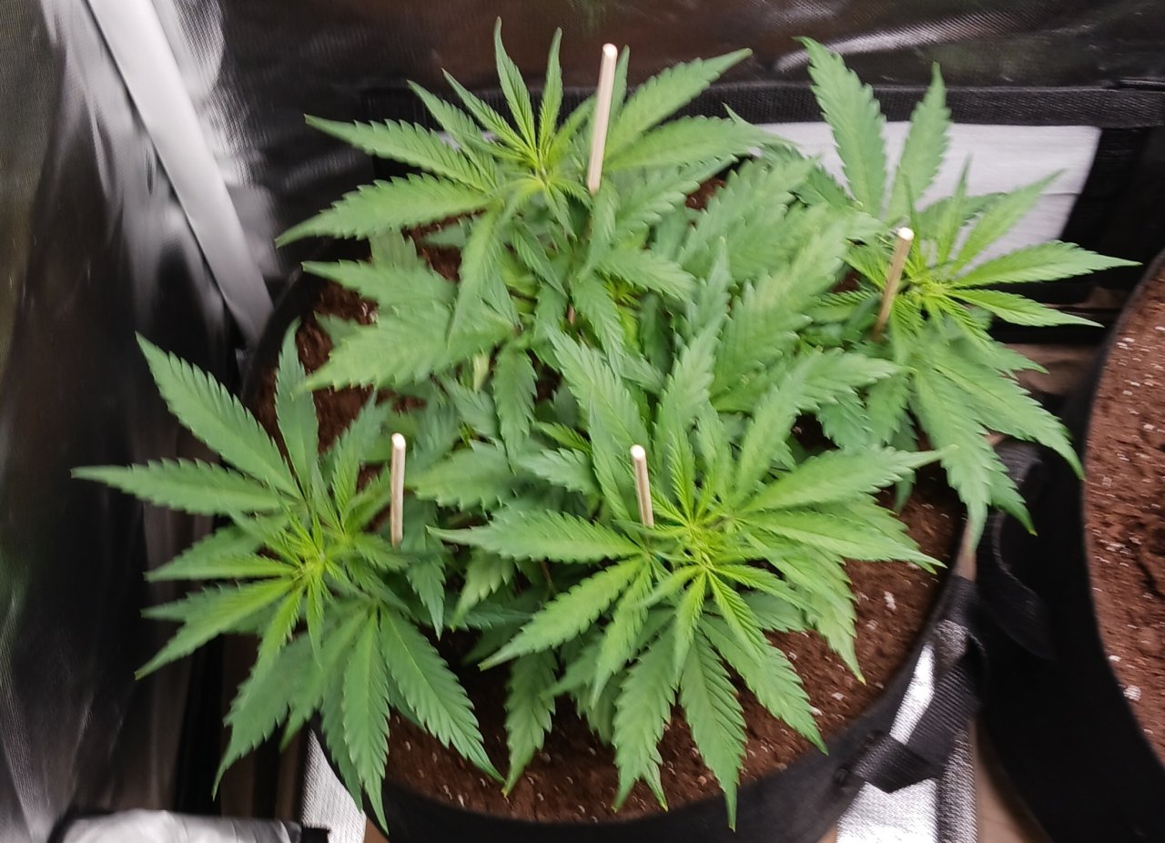 Viparspectra Grow 22 January 2023 Zkittlez.jpg