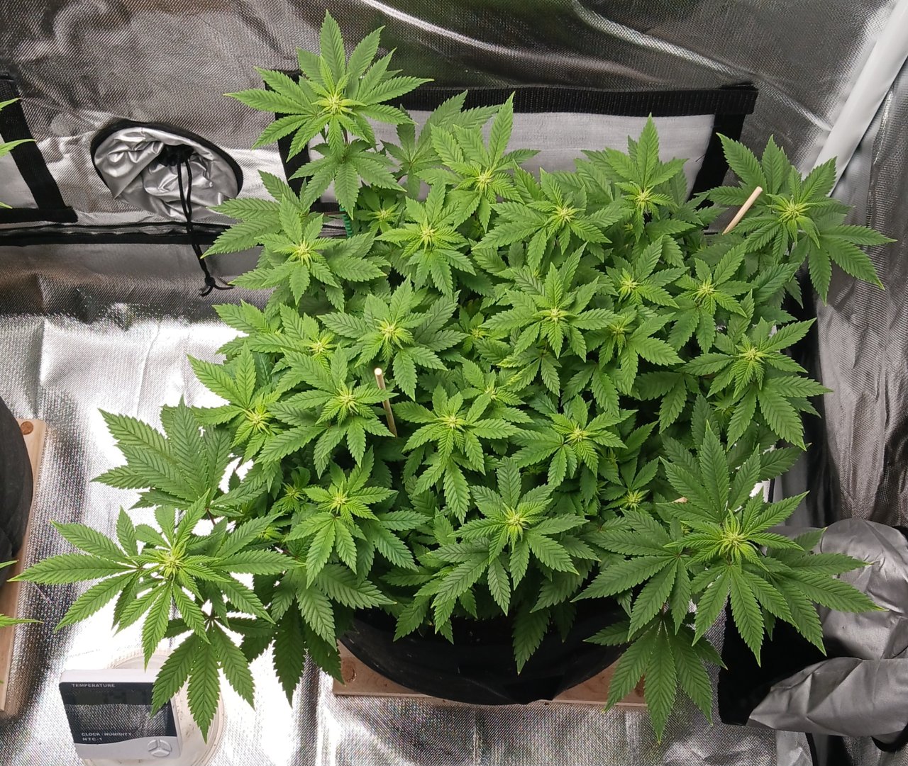 Viparspectra Grow 23 February 2023 Blueberry .jpg