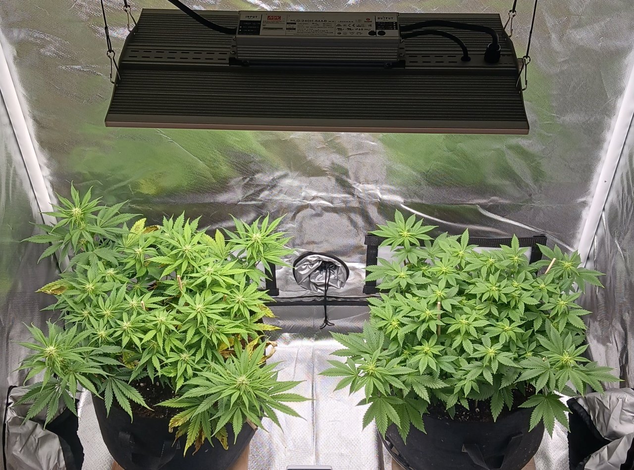 Viparspectra Grow 23 February 2023.jpg