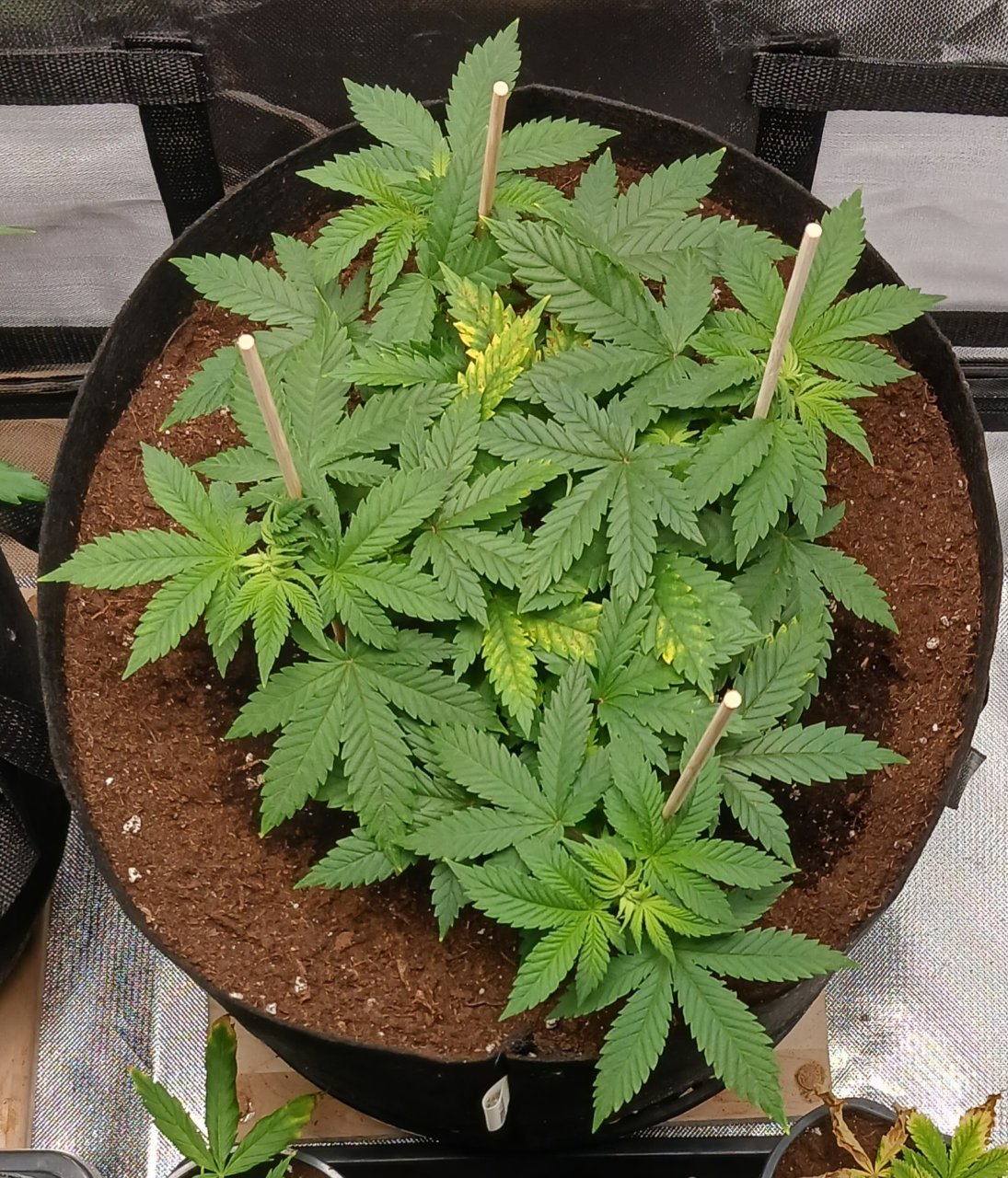 Viparspectra Grow 23 January 2023 Blueberry.jpg