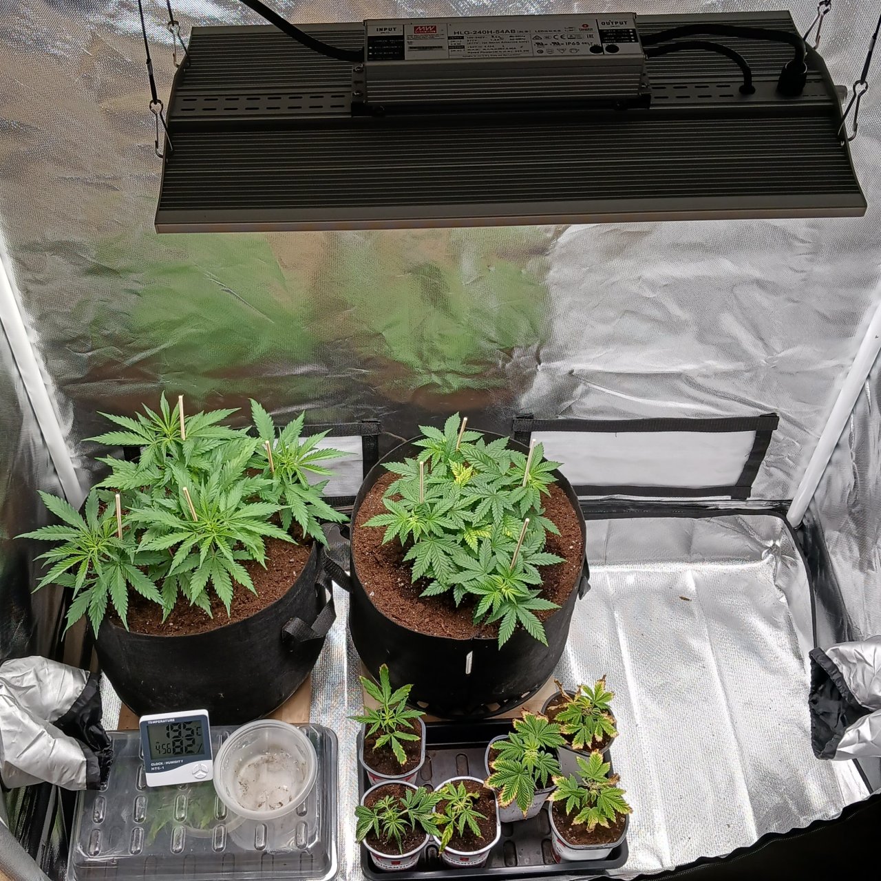 Viparspectra Grow 23 January 2023.jpg