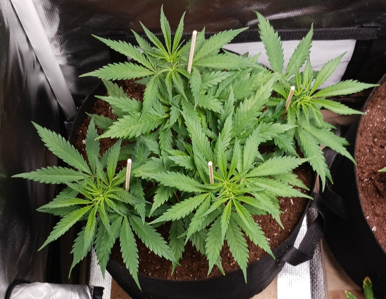 Viparspectra Grow 23 January 2023 Zkittlez.jpg