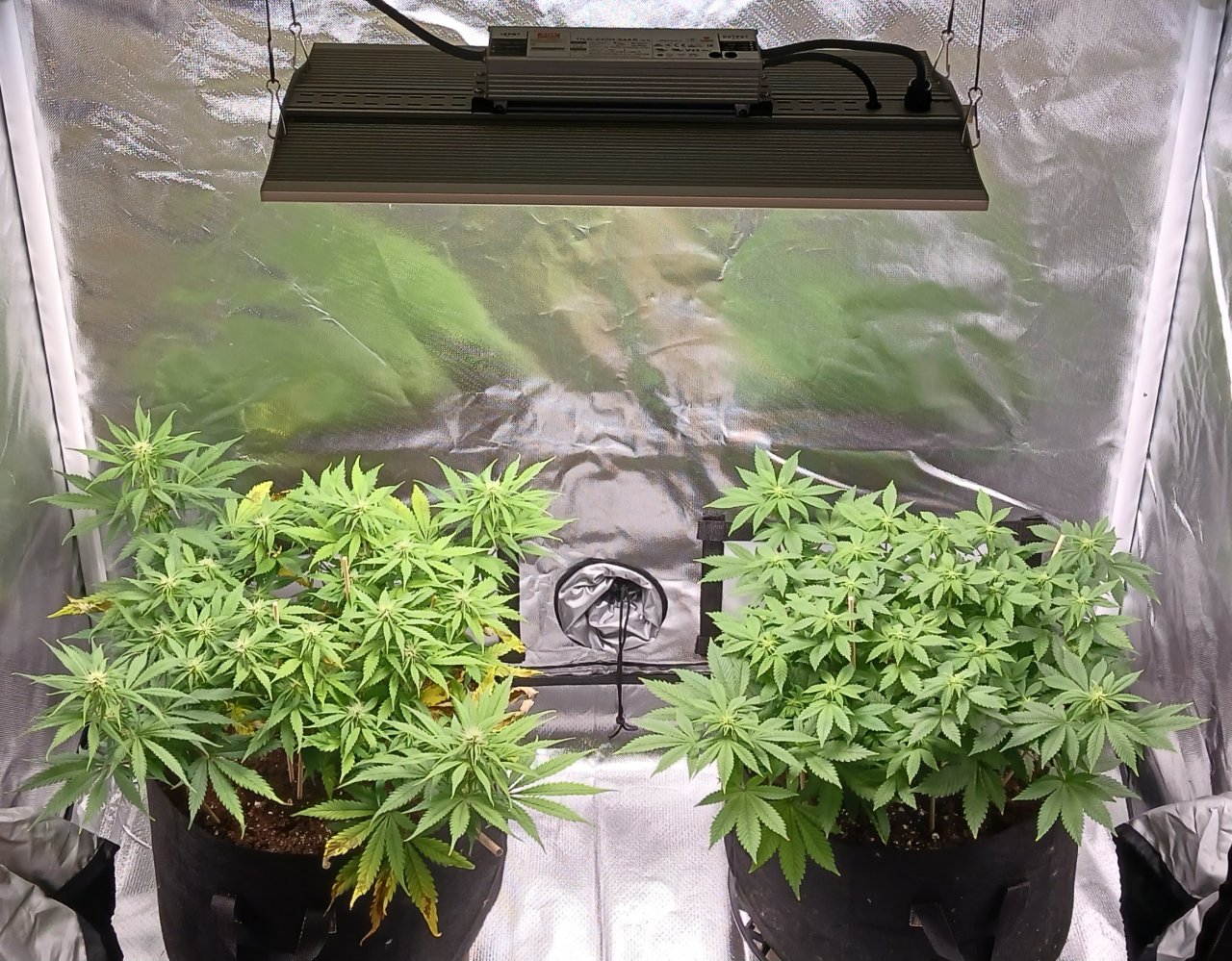 Viparspectra Grow 24 February 2023.jpg