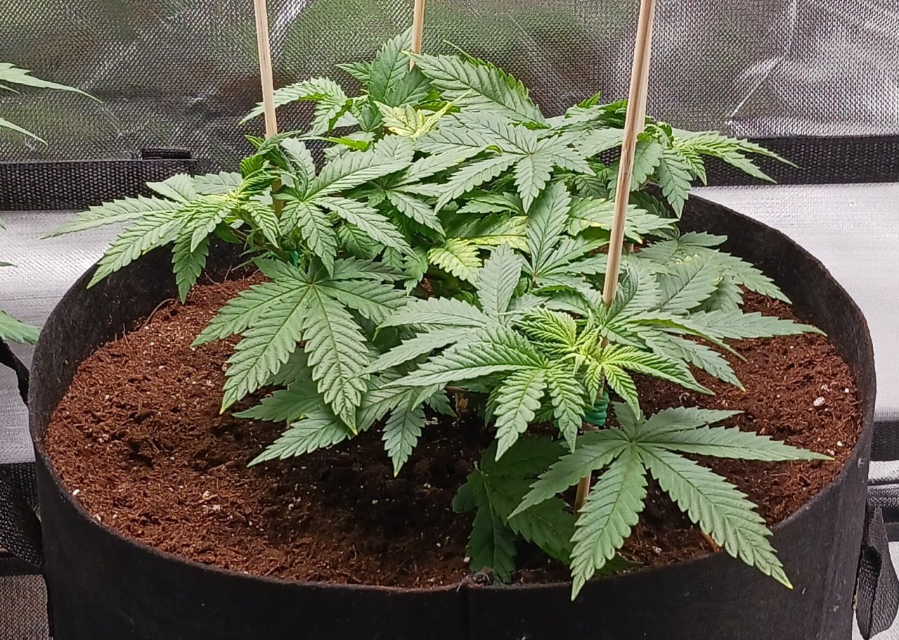 Viparspectra Grow 24 January 2023 Blueberry 1.jpg