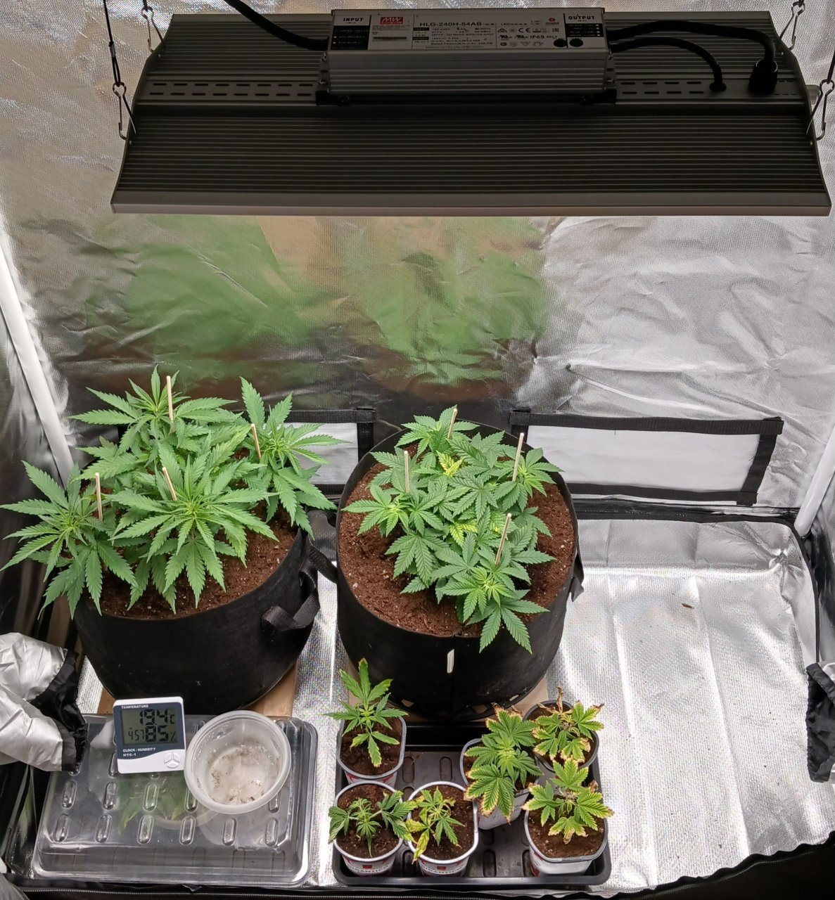 Viparspectra Grow 24 January 2023.jpg