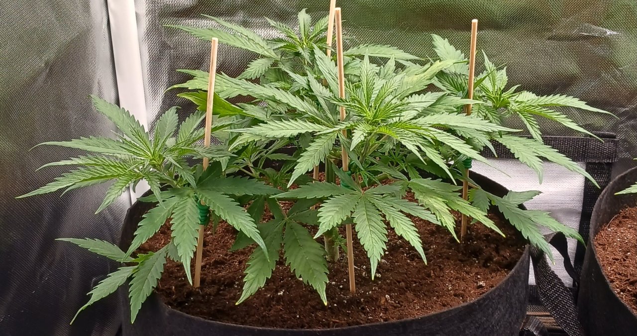 Viparspectra Grow 24 January 2023 Zkittlez 1.jpg