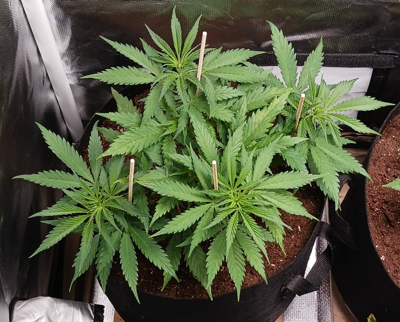 Viparspectra Grow 24 January 2023 Zkittlez.jpg