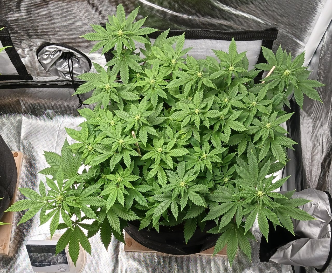 Viparspectra Grow 25 February 2023 Blueberry.jpg