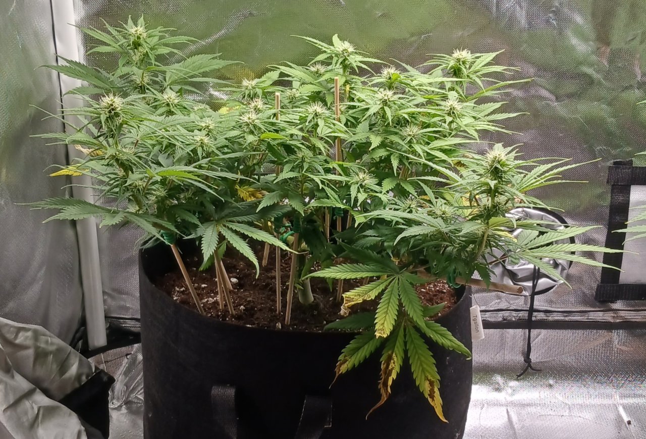 Viparspectra Grow 25 February 2023 Zkittlez 1.jpg