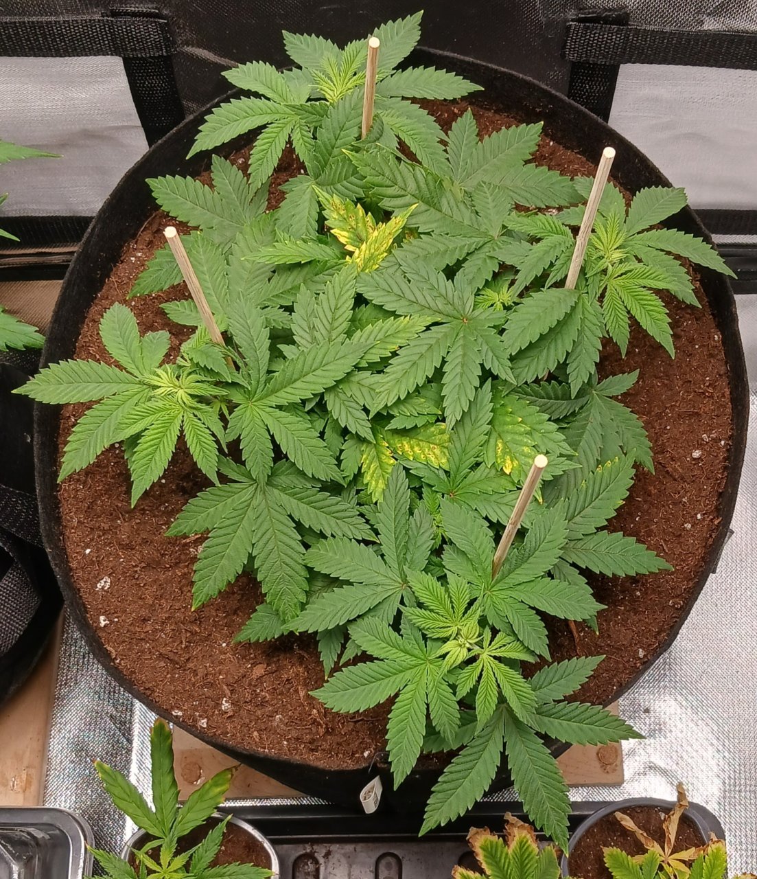 Viparspectra Grow 25 January 2023 Blueberry.jpg