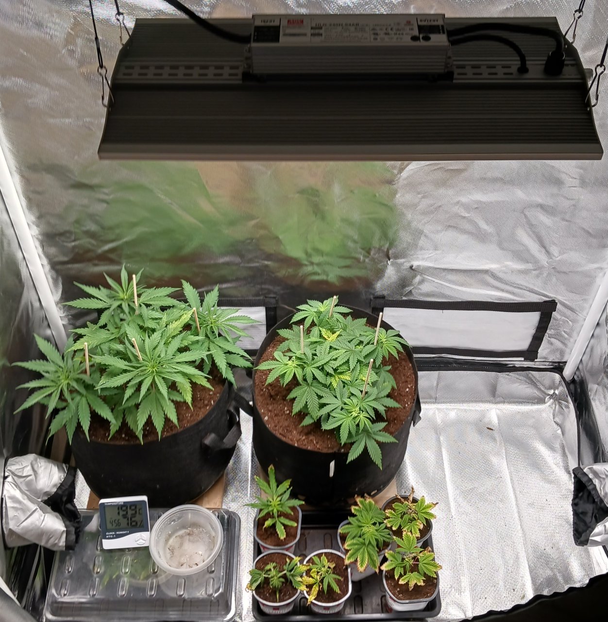 Viparspectra Grow 25 January 2023.jpg