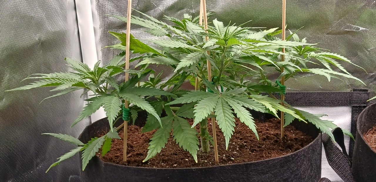 Viparspectra Grow 25 January 2023 Zkittlez 1.jpg