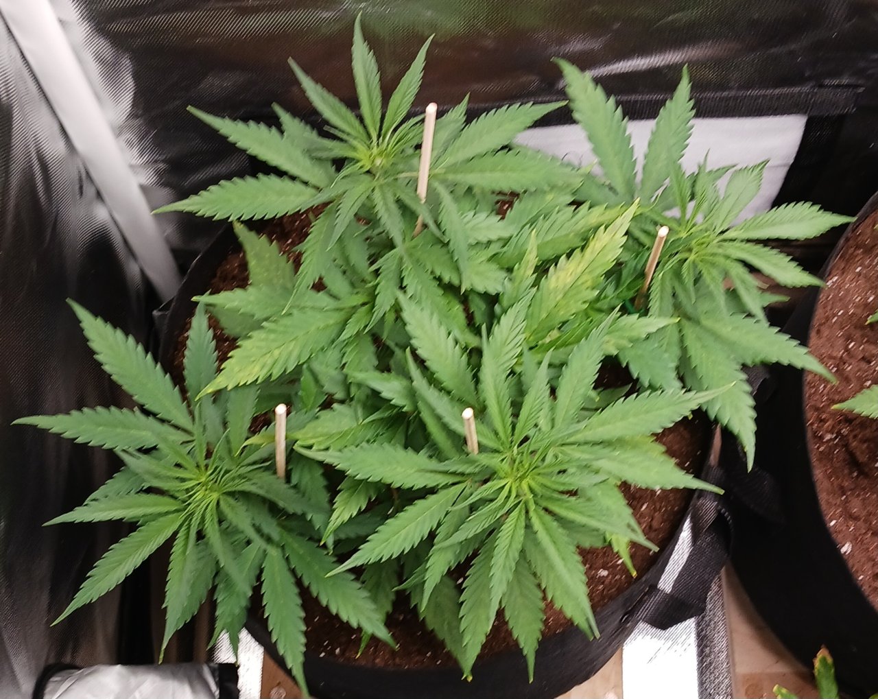 Viparspectra Grow 25 January 2023 Zkittlez.jpg