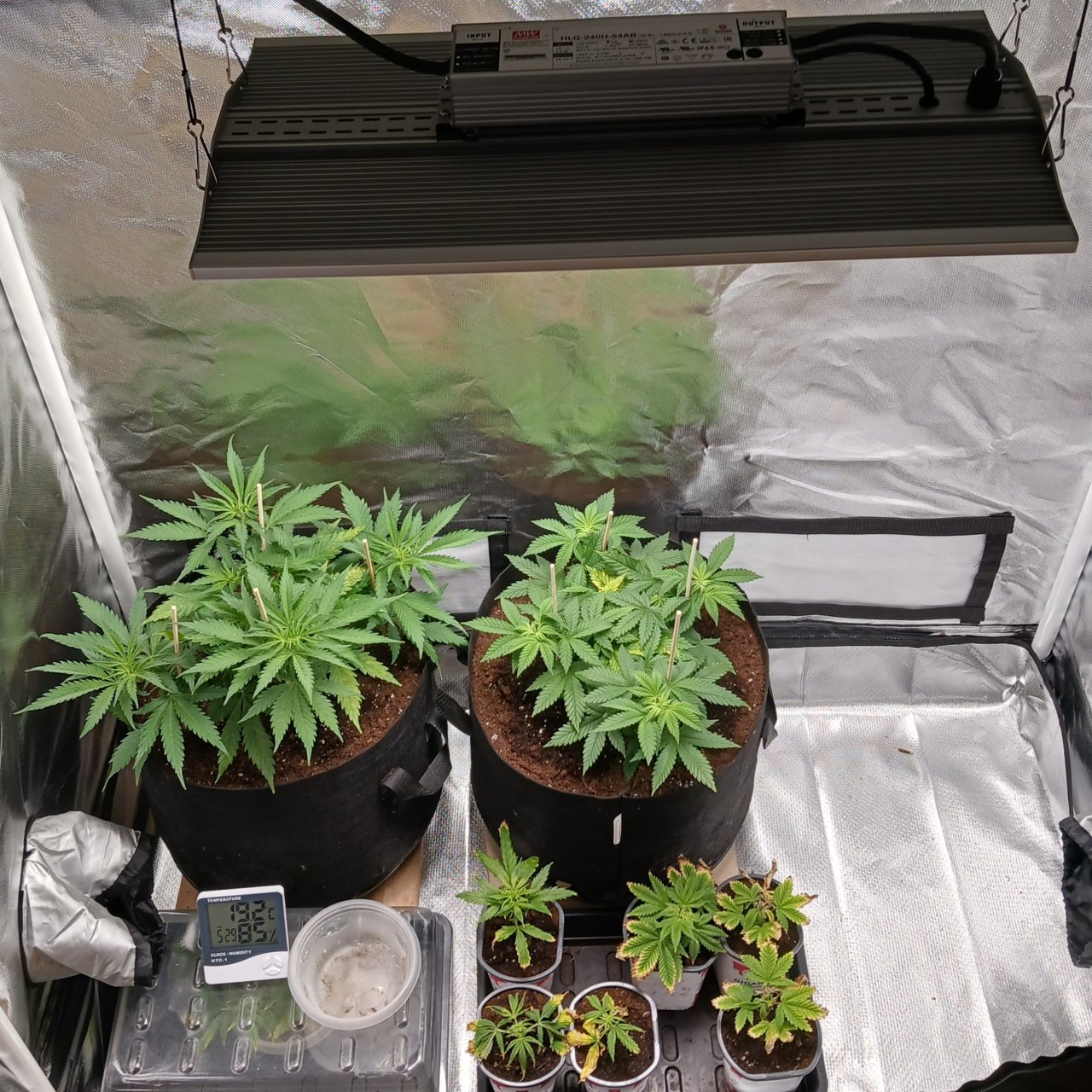 Viparspectra Grow 26 January 2023.jpg