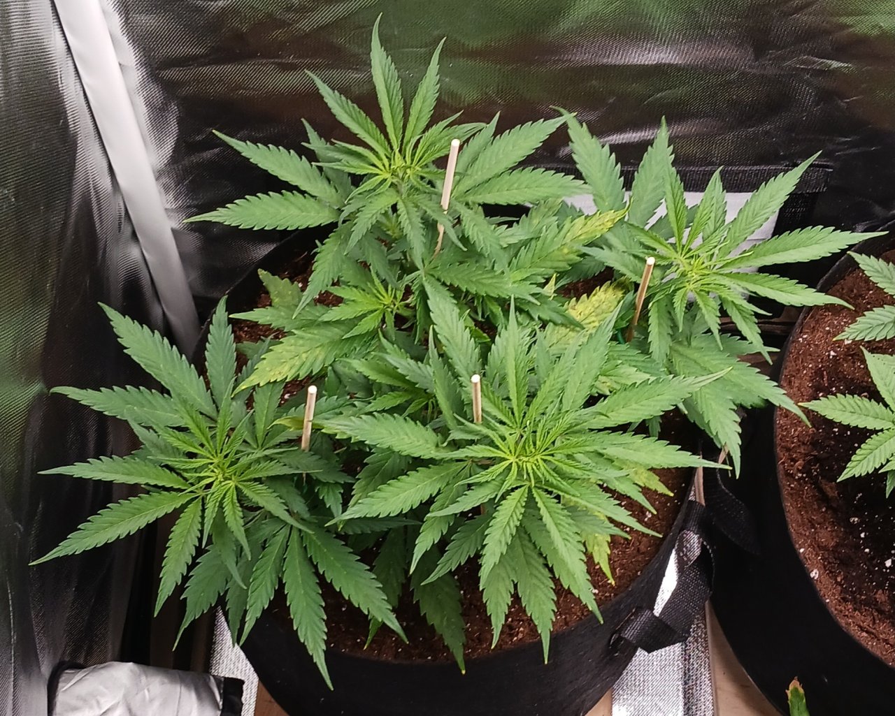 Viparspectra Grow 26 January 2023 Zkittlez.jpg