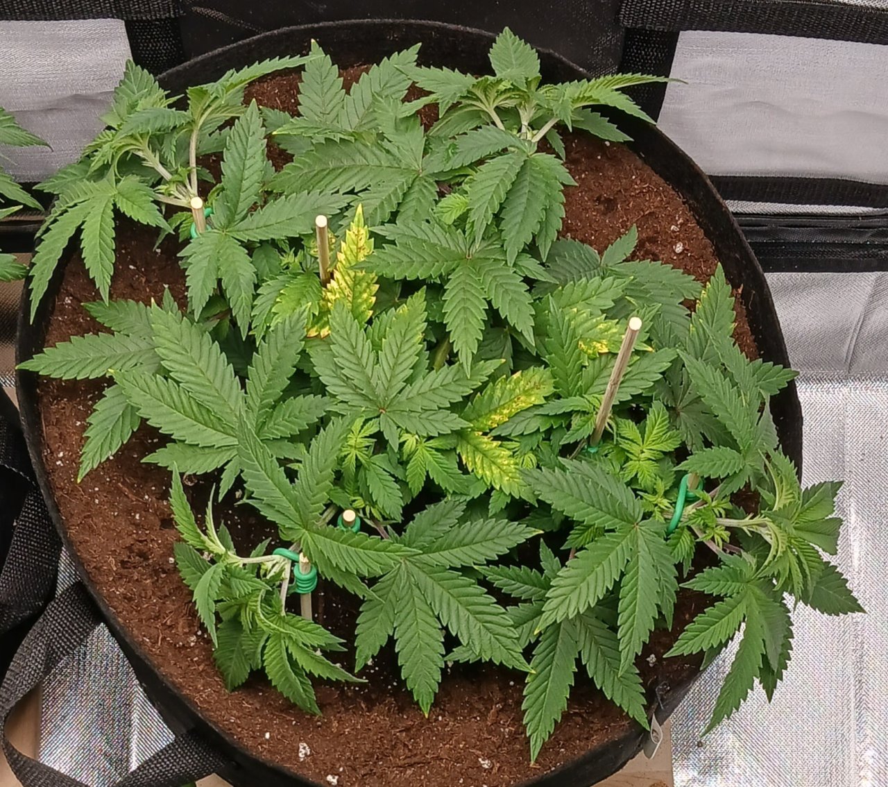 Viparspectra Grow 27 January 2023 Blueberry.jpg