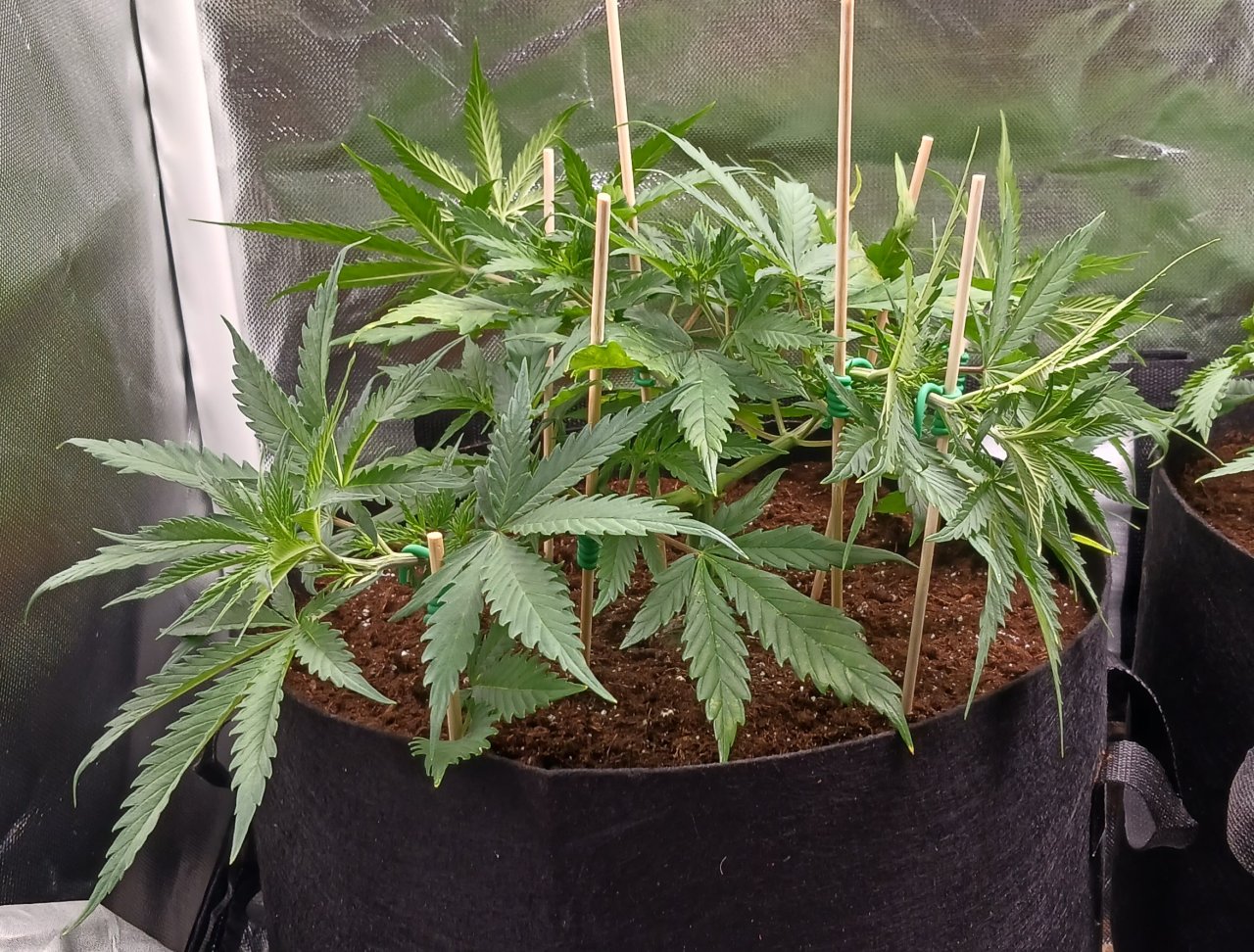 Viparspectra Grow 27 January 2023 Zkittlez 1.jpg