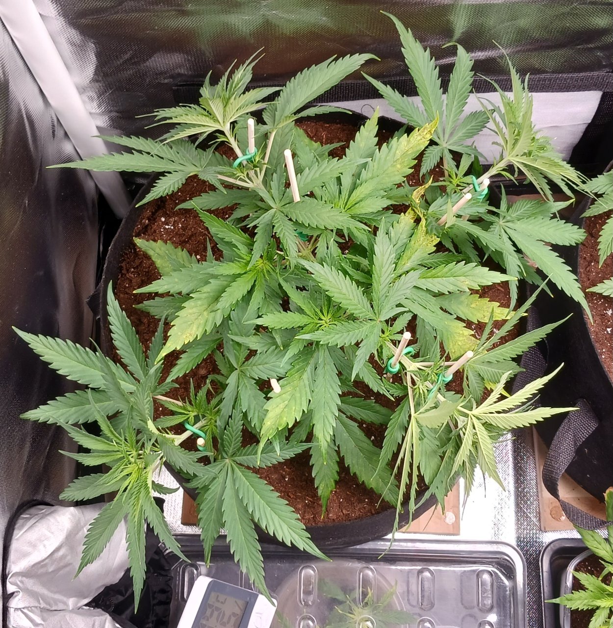 Viparspectra Grow 27 January 2023 Zkittlez.jpg