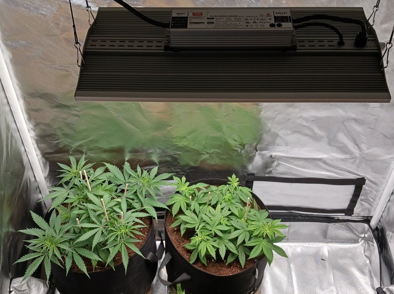 Viparspectra Grow 28 January 2023.jpg