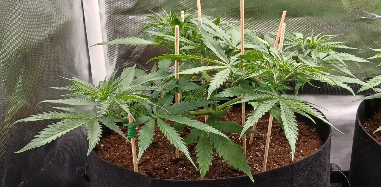 Viparspectra Grow 28 January 2023 Zkittlez 1.jpg