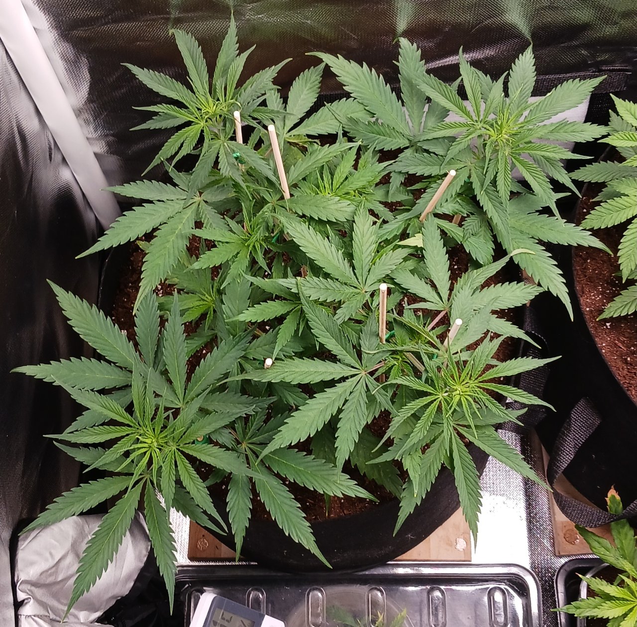 Viparspectra Grow 28 January 2023 Zkittlez.jpg