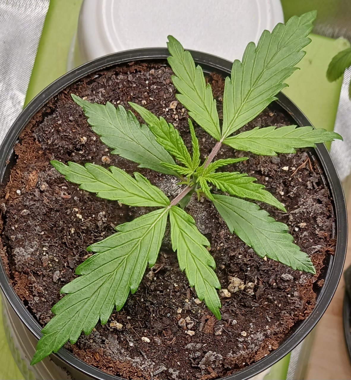 Viparspectra Grow 29 December 2022 Zkittlez.jpg