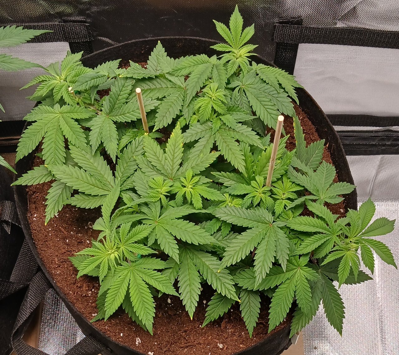 Viparspectra Grow 29 January 2023 Blueberry.jpg