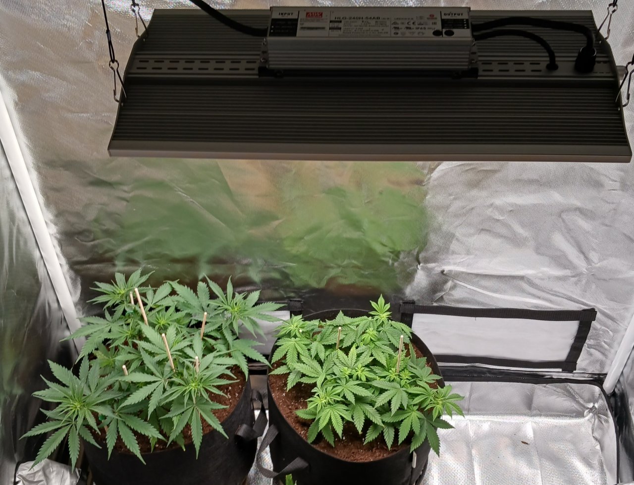 Viparspectra Grow 29 January 2023.jpg