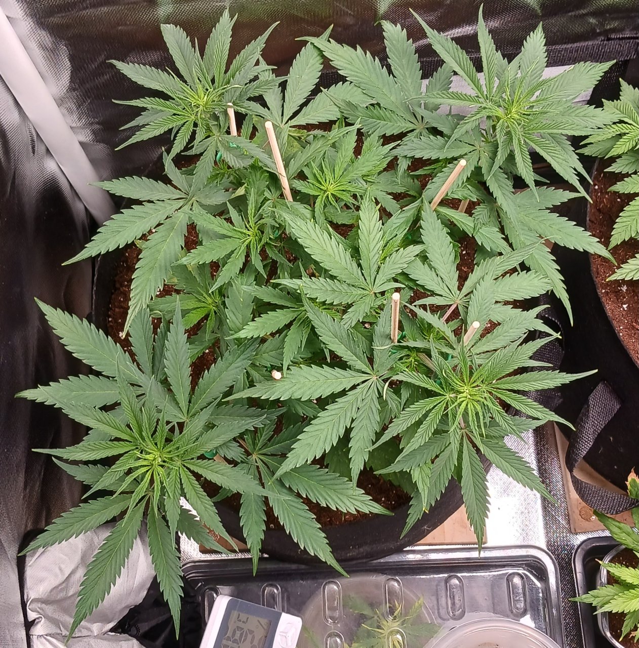 Viparspectra Grow 29 January 2023 Zkittlez.jpg