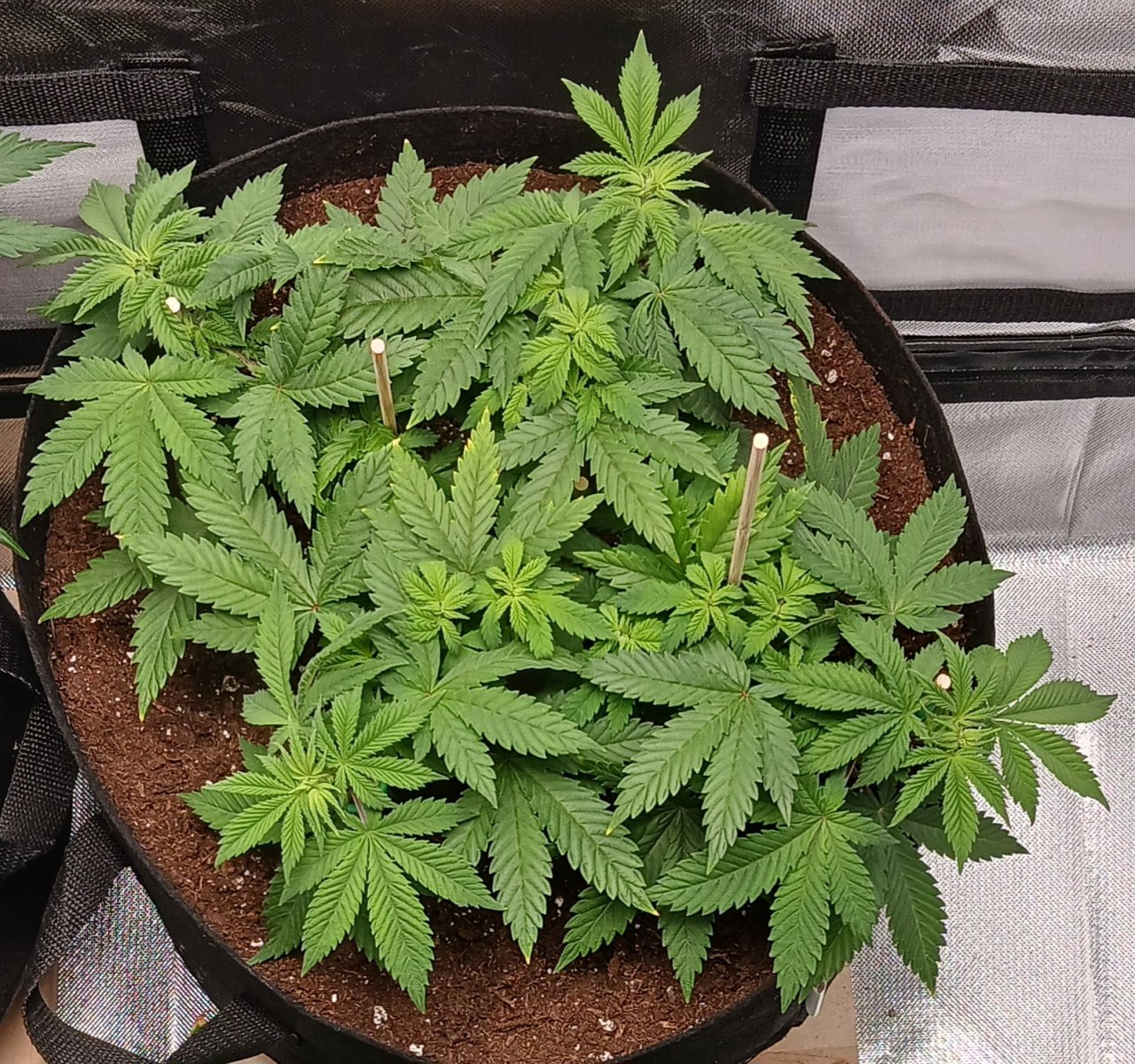 Viparspectra Grow 30 January 2023 Blueberry.jpg