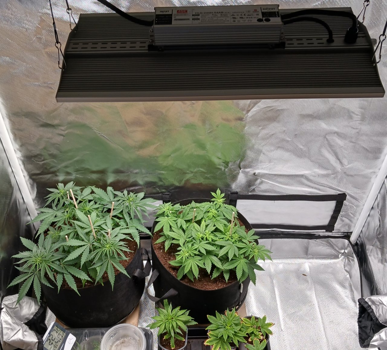 Viparspectra Grow 30 January 2023.jpg