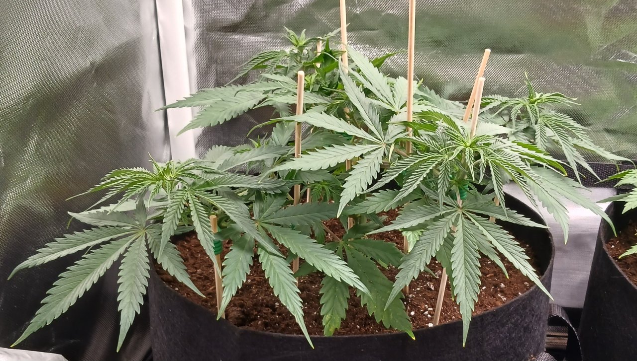 Viparspectra Grow 30 January 2023 Zkittlez 1.jpg