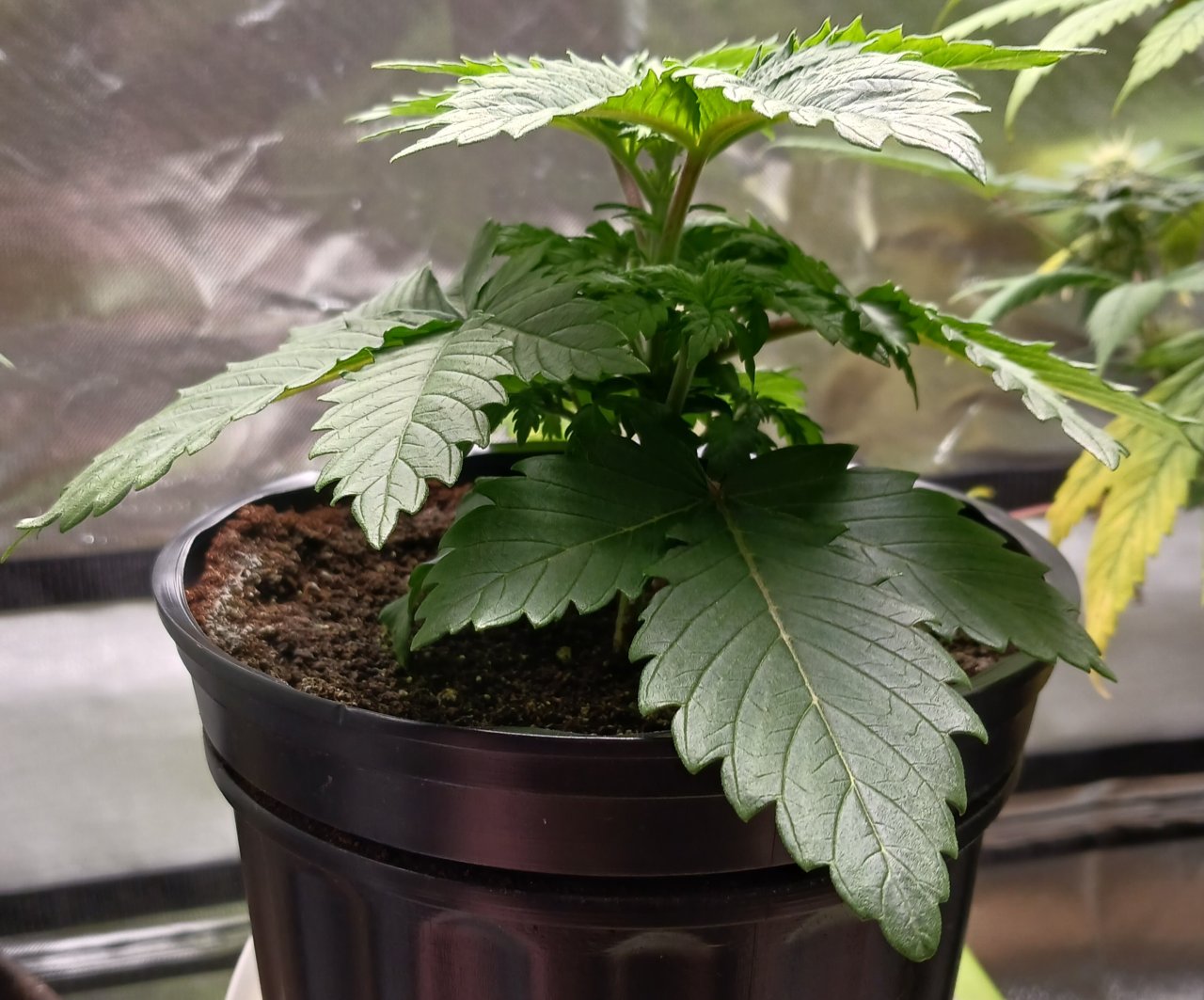 Viparspectra Grow 31 December 2022 Blueberry 1.jpg