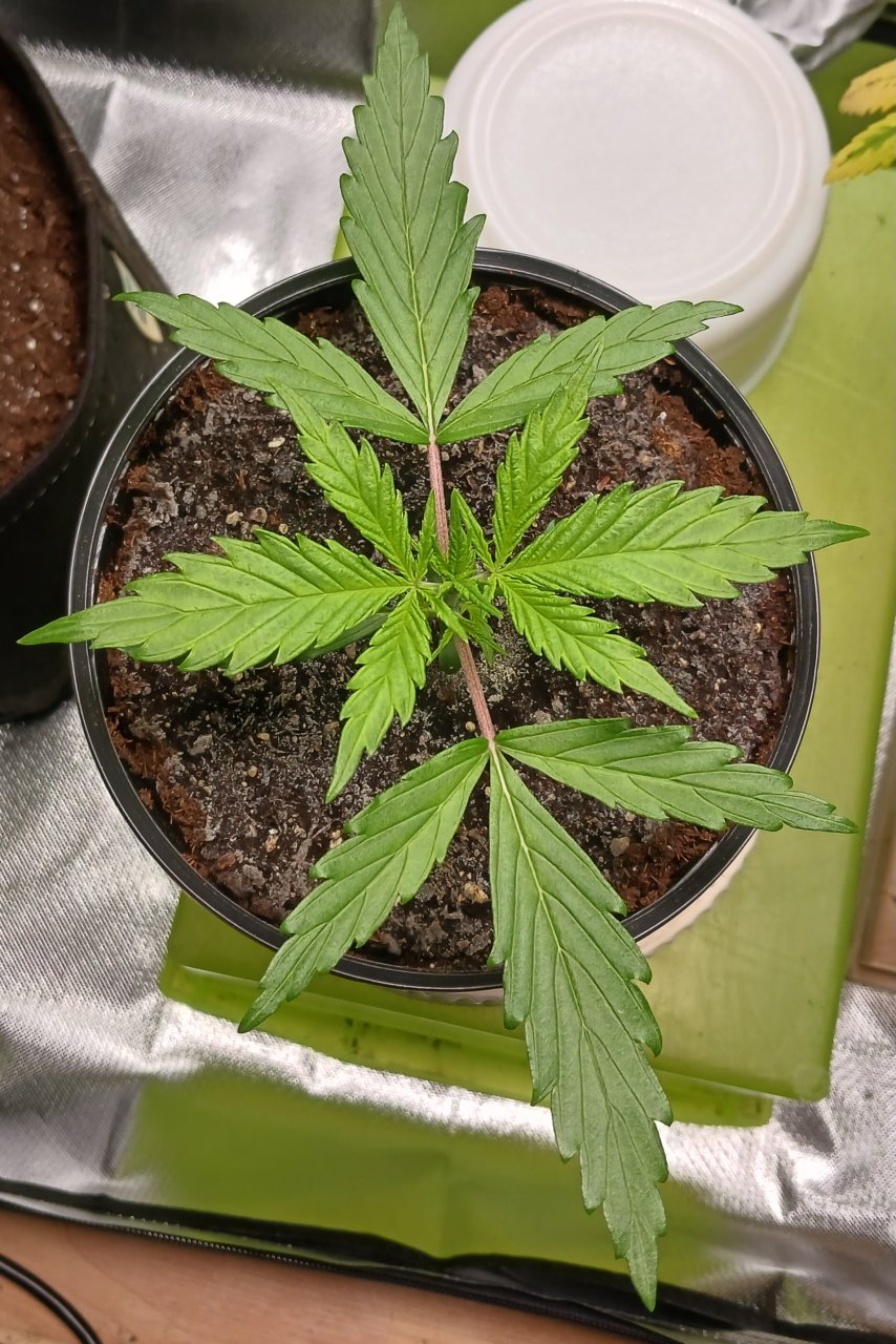 Viparspectra Grow 31 December 2022 Zkittlez.jpg