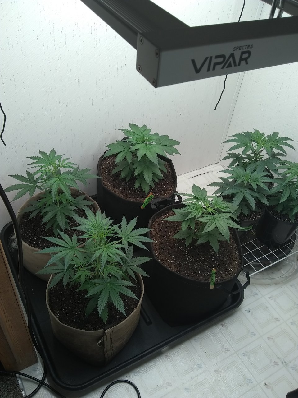 ViparSpectra KS3000 closet grow 2023