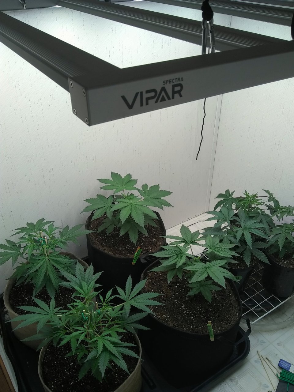 ViparSpectra KS3000 closet grow 2023