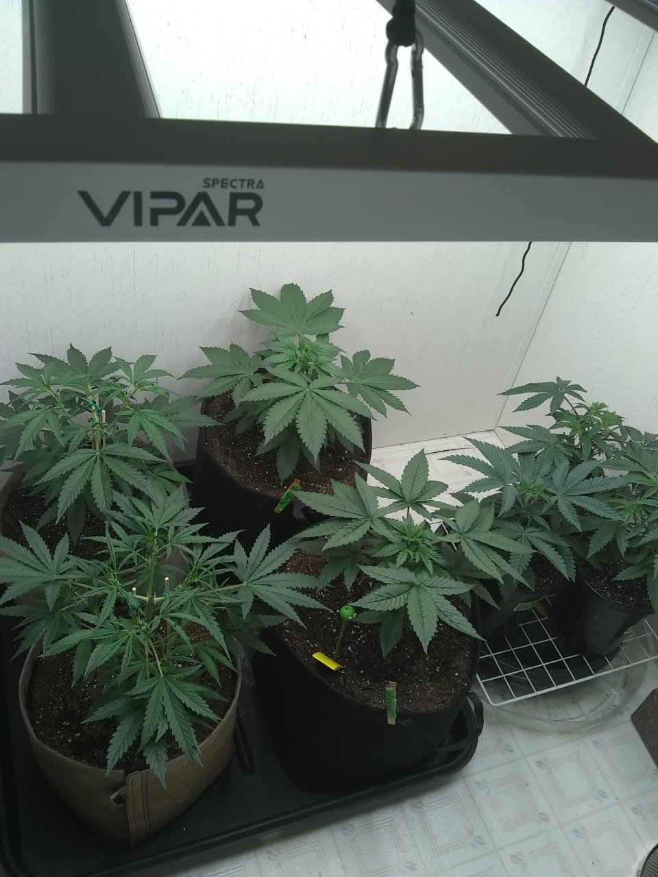 ViparSpectra KS3000 closet grow 2023